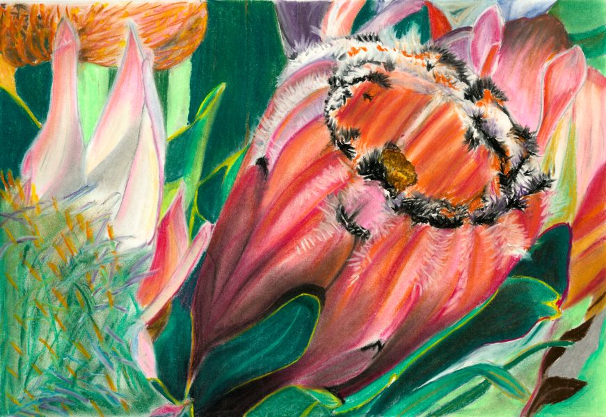 King Protea