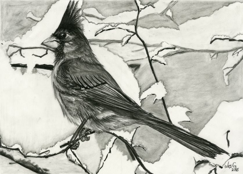 Cardinal in Winter