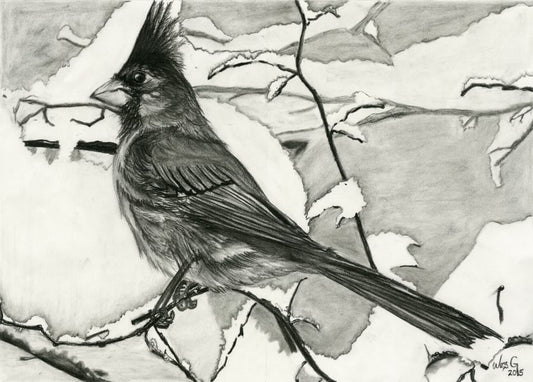 Cardinal in Winter