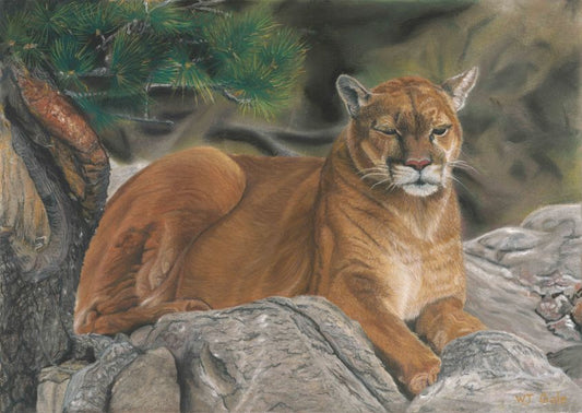 Cougar at Rest — Original Pastel Pencil