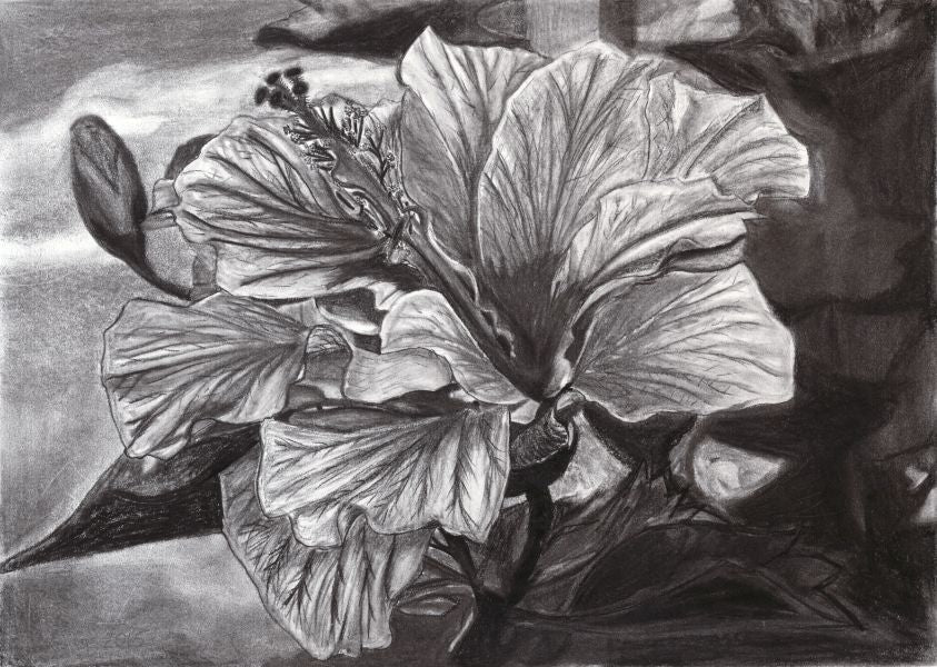 Hibiscus