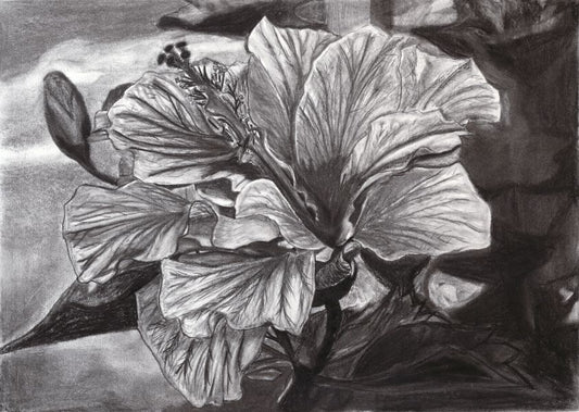Hibiscus